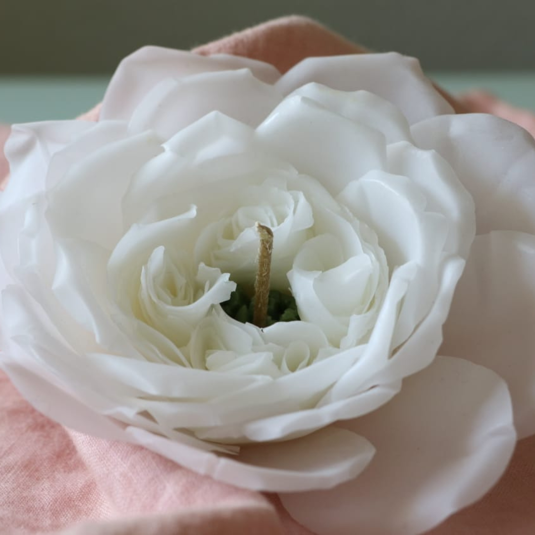 Englische Rose-Weiß