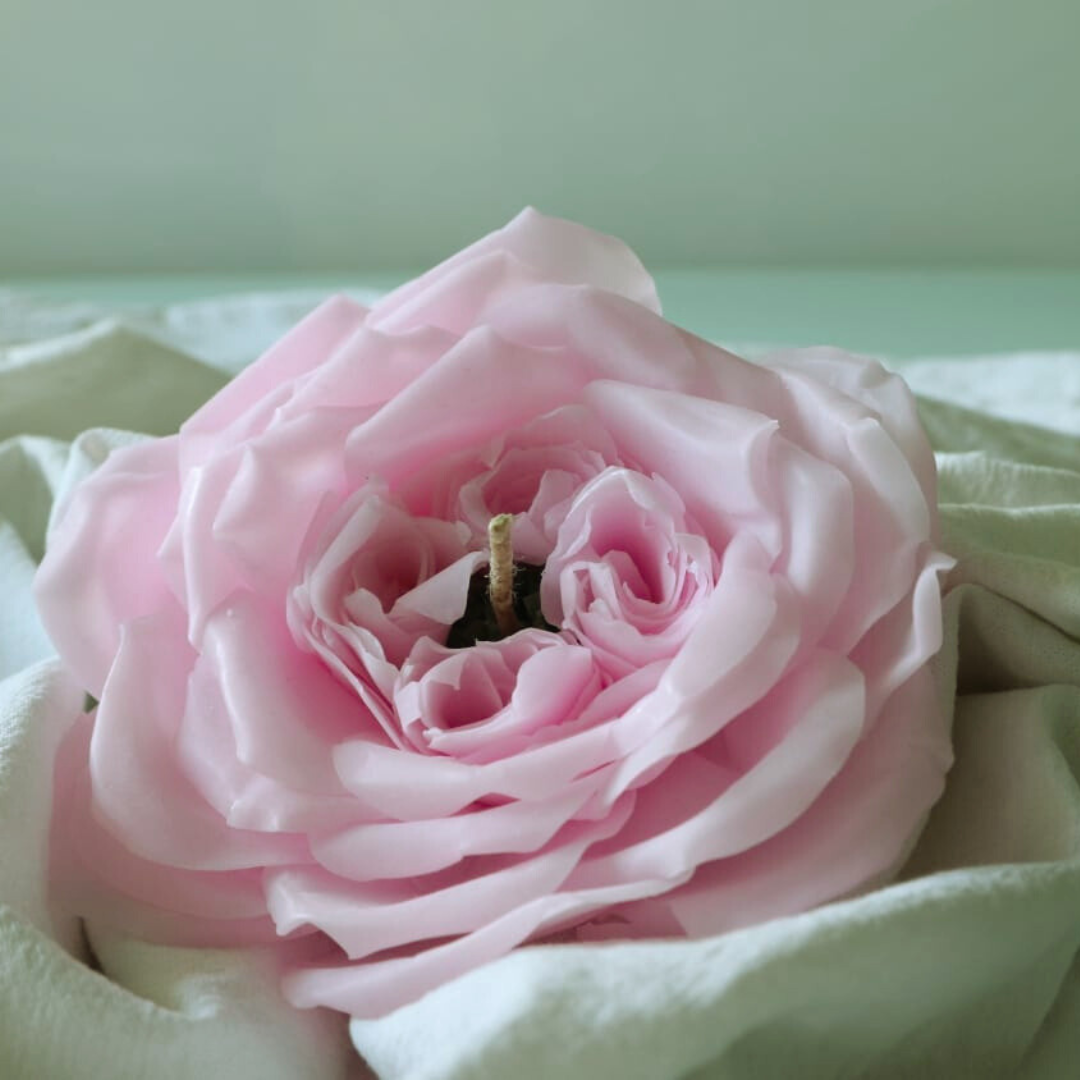Englische Rose-Rosa