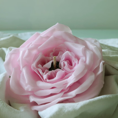 Englische Rose-Rosa