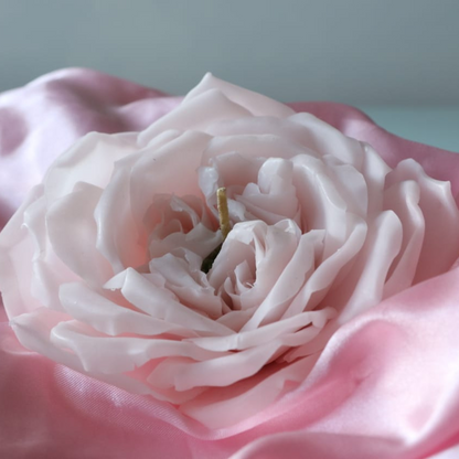 Englische Rose-Rosa