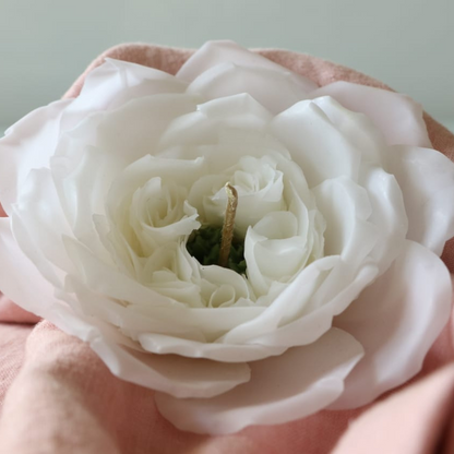 Englische Rose-Weiß