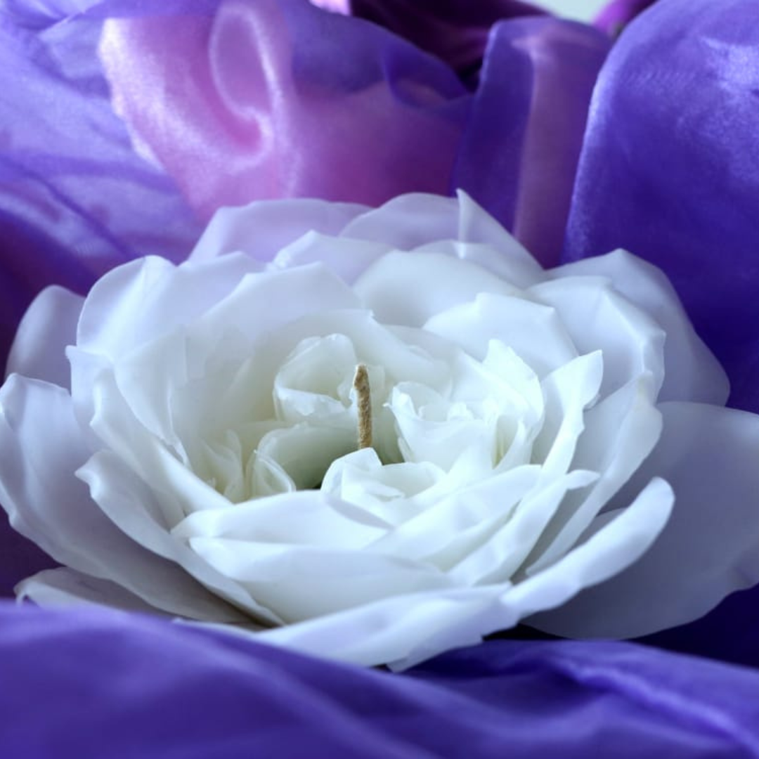 Englische Rose-Weiß