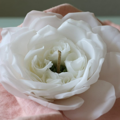 Englische Rose-Weiß