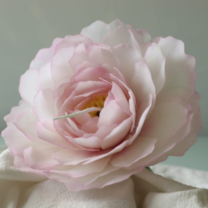 Pfingstrose Weiß&Rosa