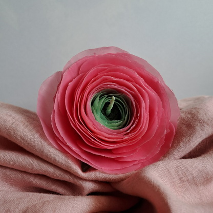 Pinke Ranunkel