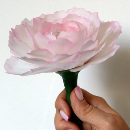 Pfingstrose Weiß&Rosa