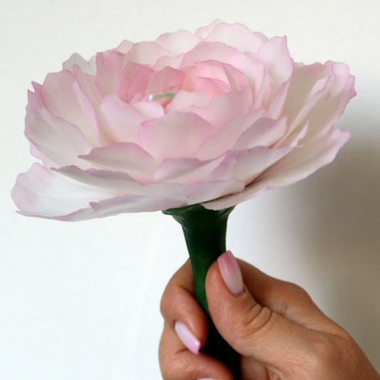 Pfingstrose Weiß&Rosa