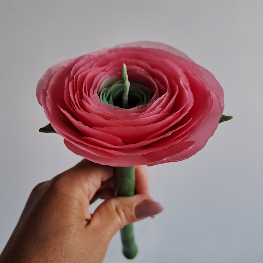 Pinke Ranunkel